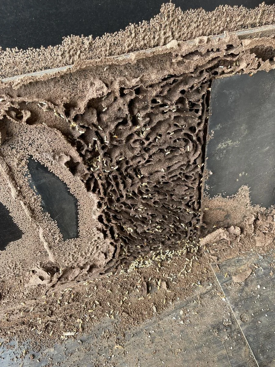 Active termite workings found during inspection